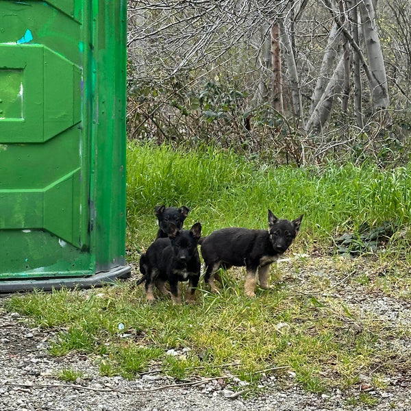 A Heartfelt Rescue Mission: The Day We Found Three Puppies at Bonita Falls