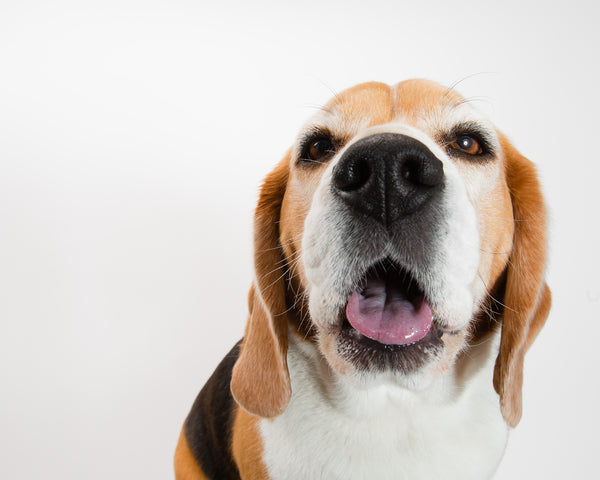 Kobe the beagle